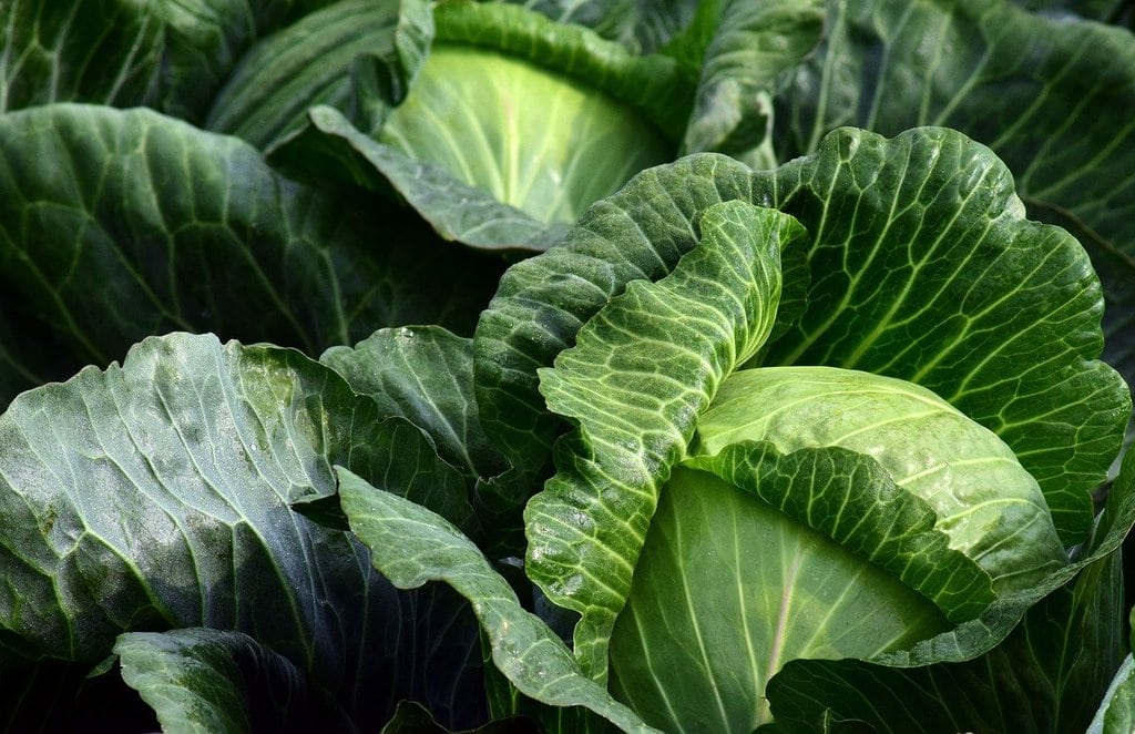 Jardinage écologique : conseils pour un potager bio